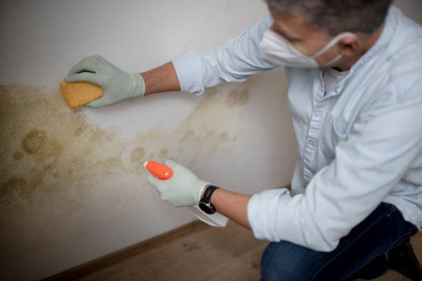 Best Mold Testing  in Osgood, IN