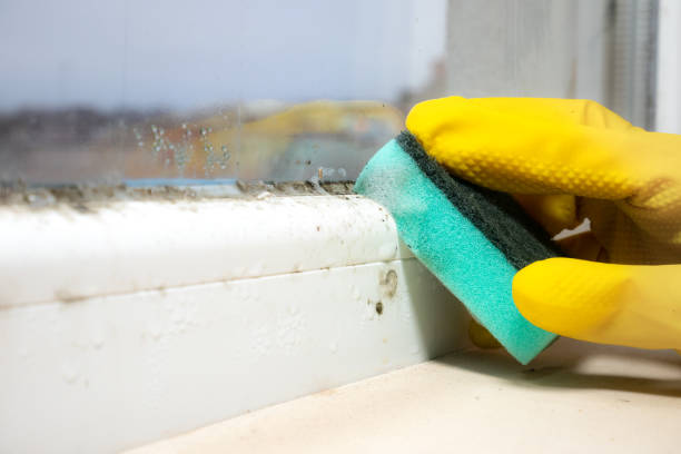 Best Fast Mold Removal  in Osgood, IN